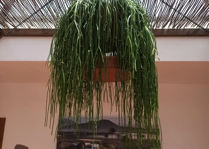 Βίλα Casa Rinaifi *